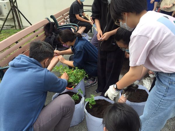 林信宏老師指導學生進行育苗定植圖片